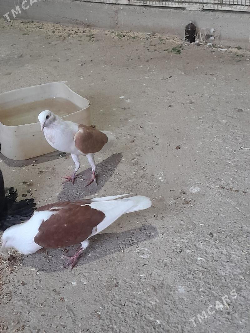 кепдери - Мары - img 1