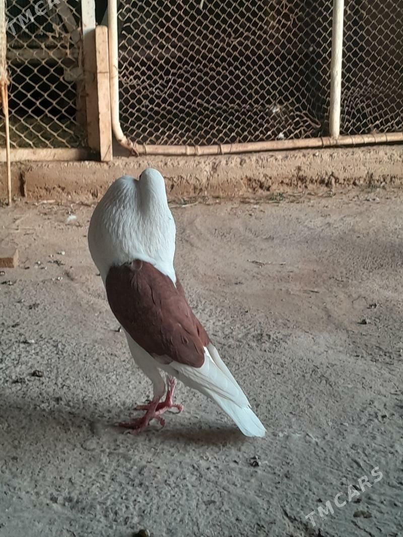 кепдери - Мары - img 6