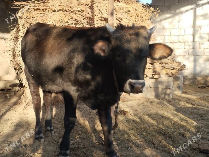 Ökiz - Анев - img 2