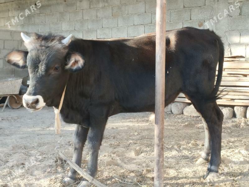 Ökiz - Анев - img 3