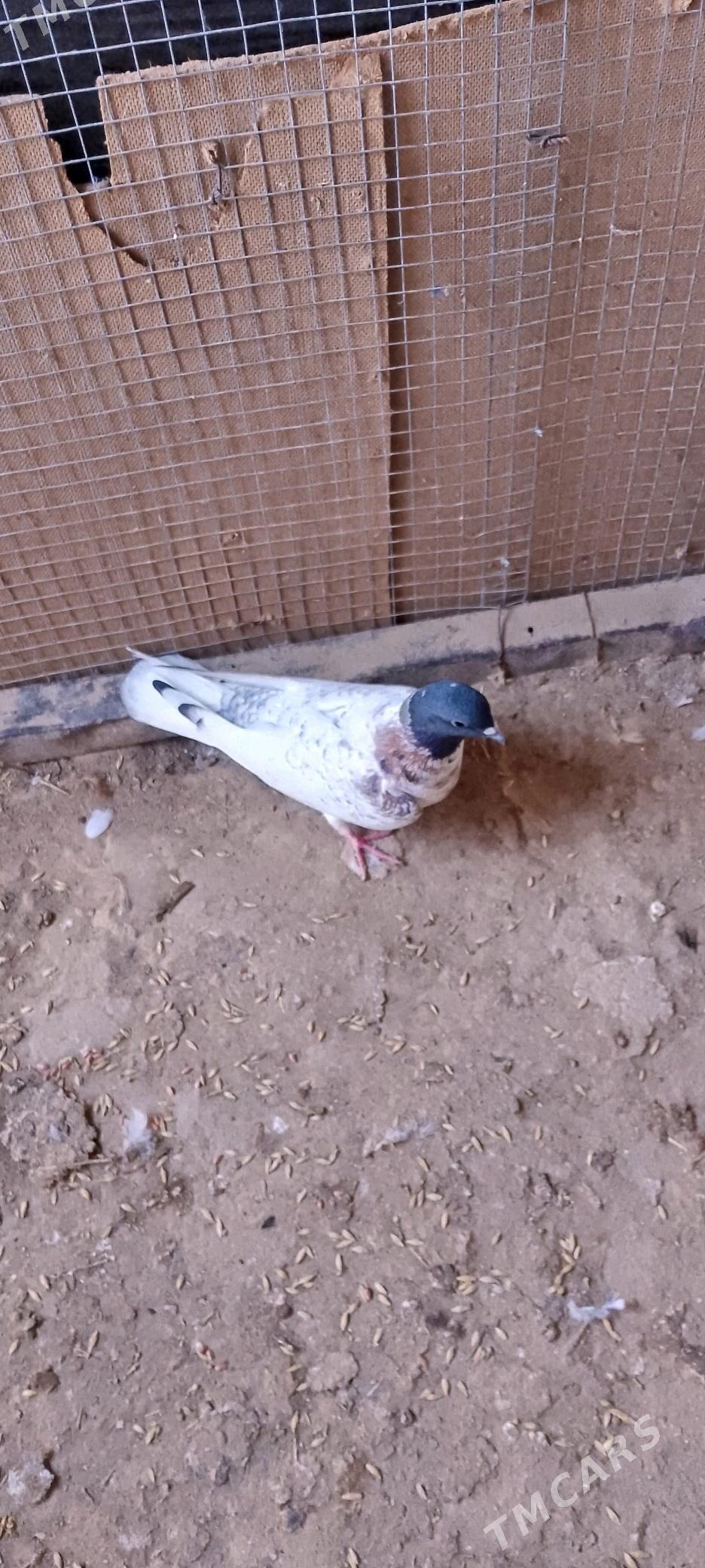 kepderi - Sakarçäge - img 5