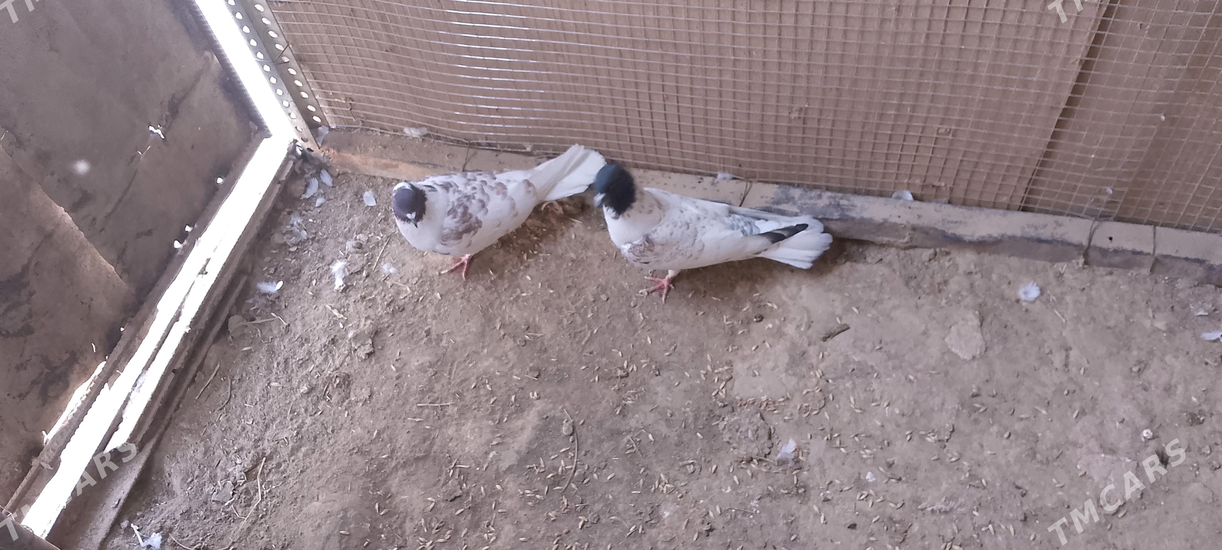 kepderi - Sakarçäge - img 2