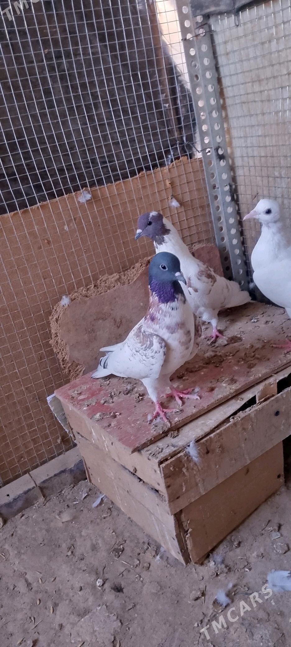 kepderi - Sakarçäge - img 7