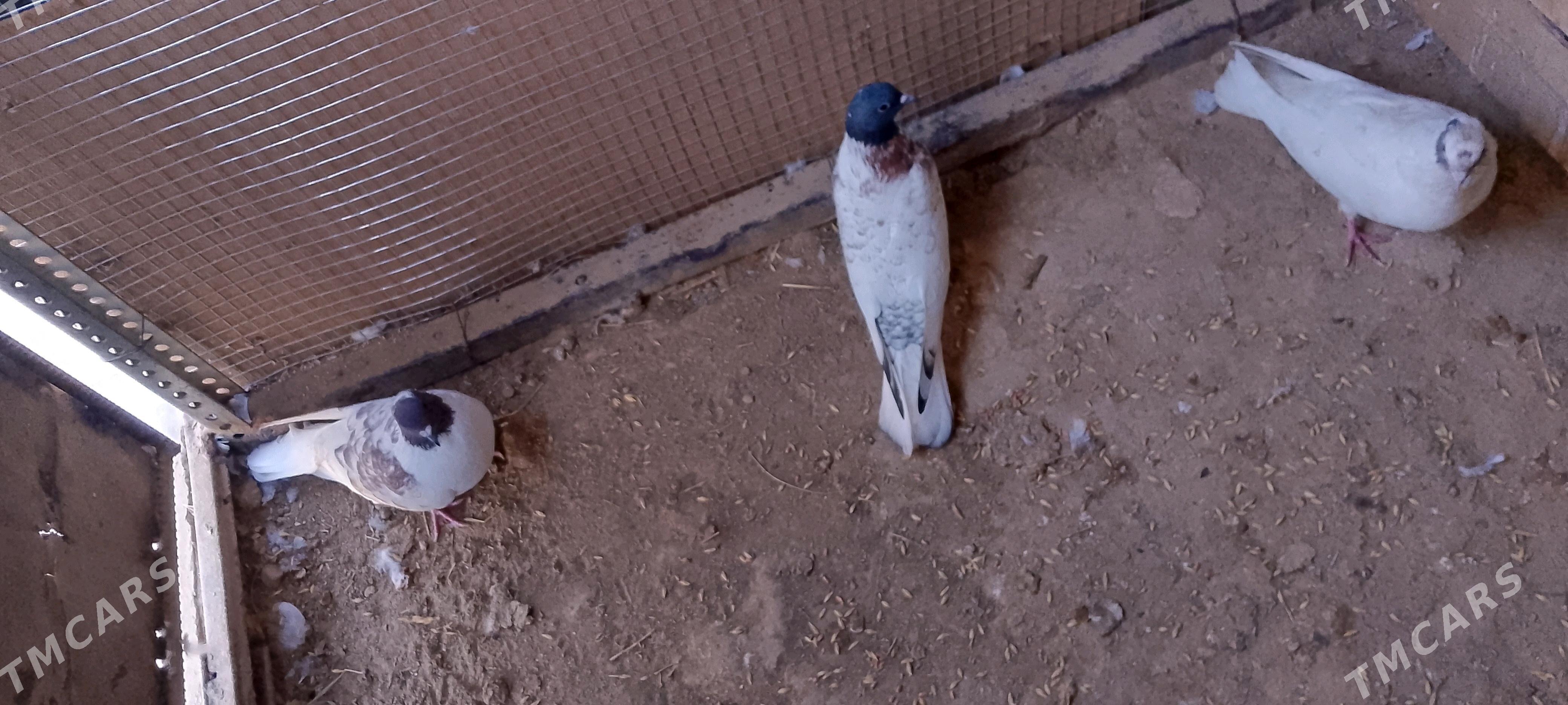 kepderi - Sakarçäge - img 4