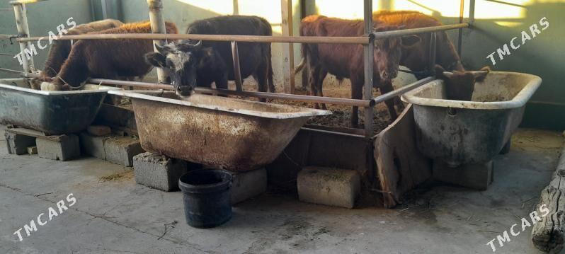 arzan 5.okiz. - Бузмеин - img 2