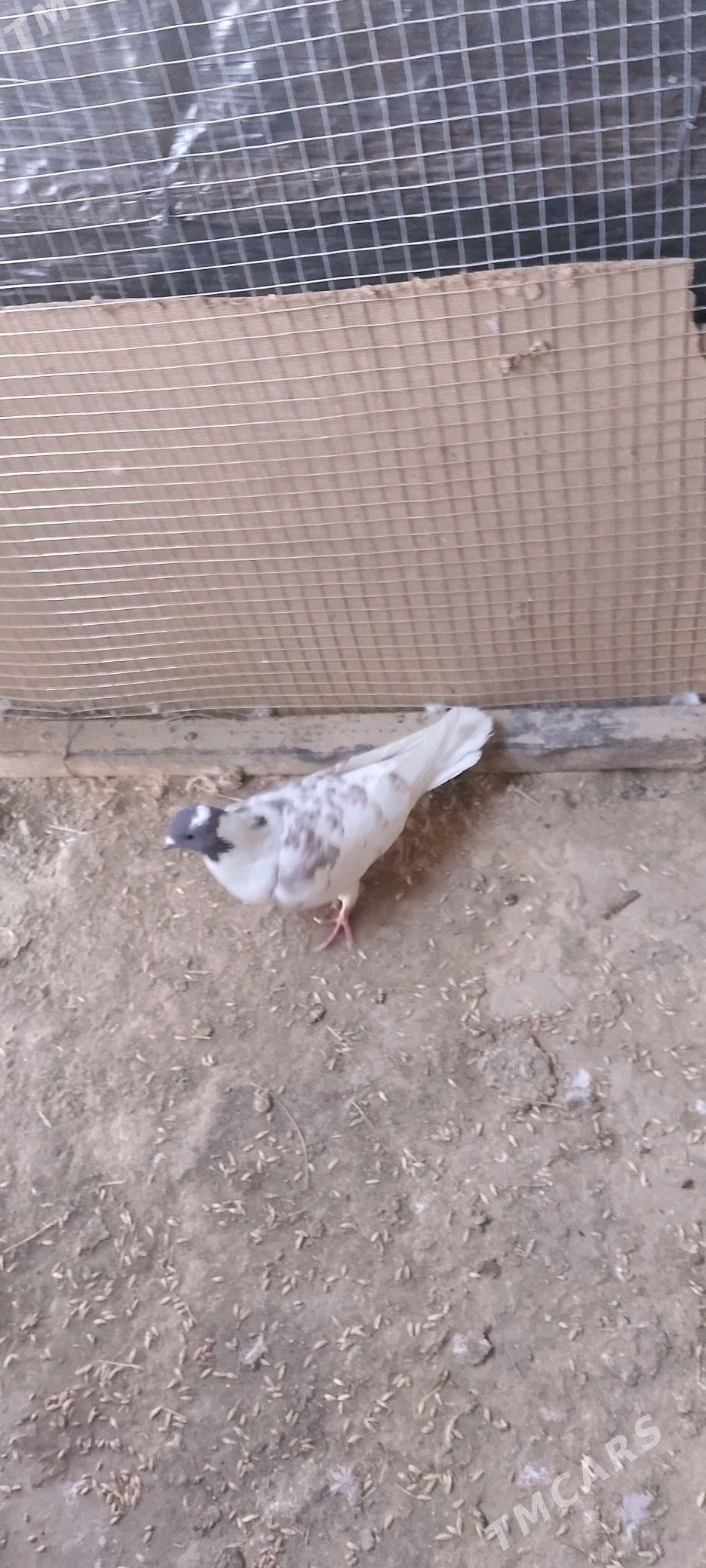 kepderi - Sakarçäge - img 6