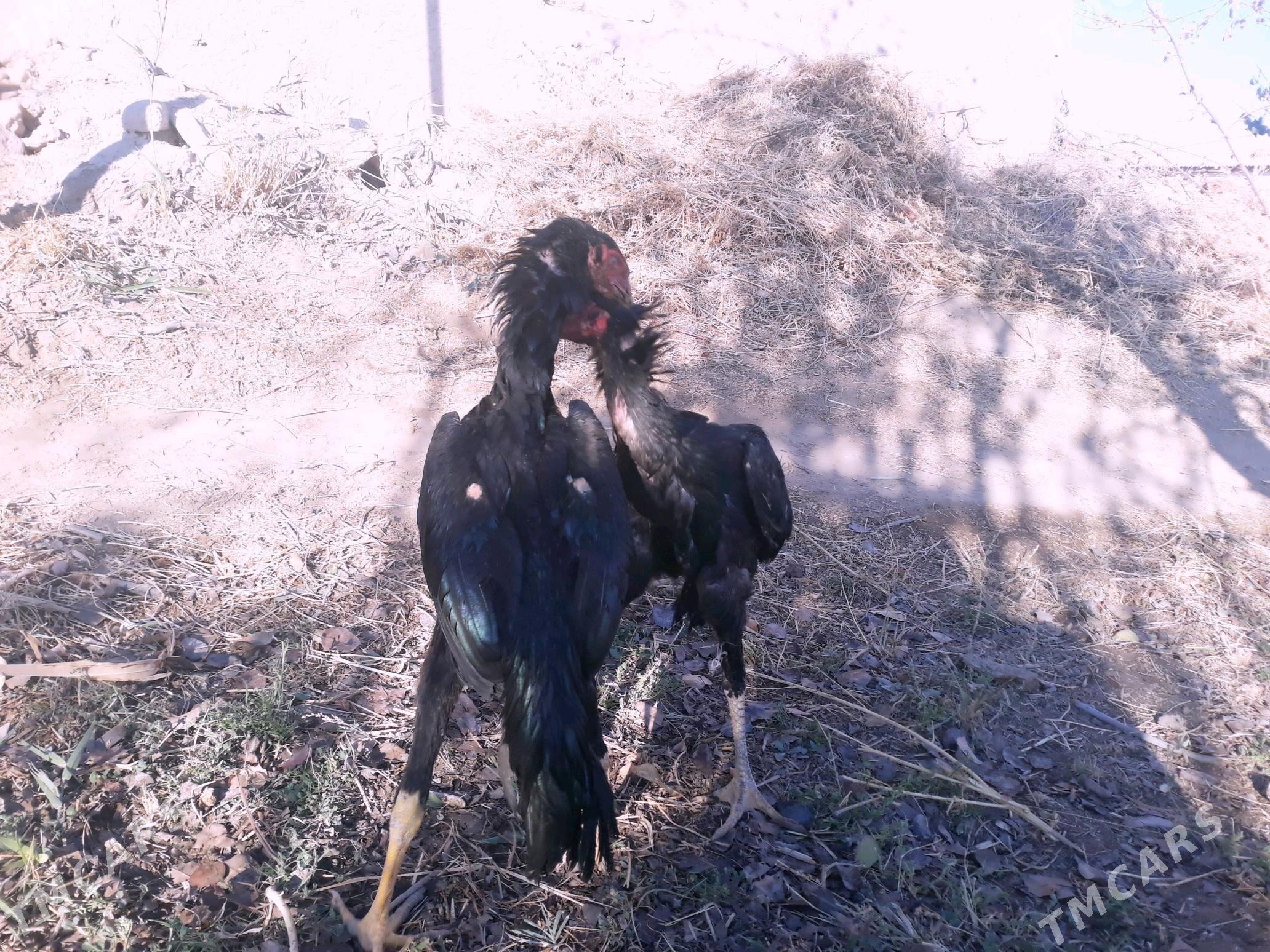 paroda - Şabat etr. - img 3