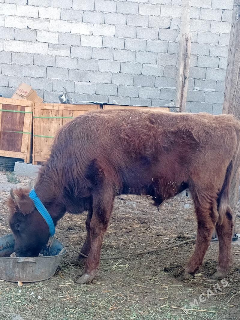 Gole - Кипджак - img 3