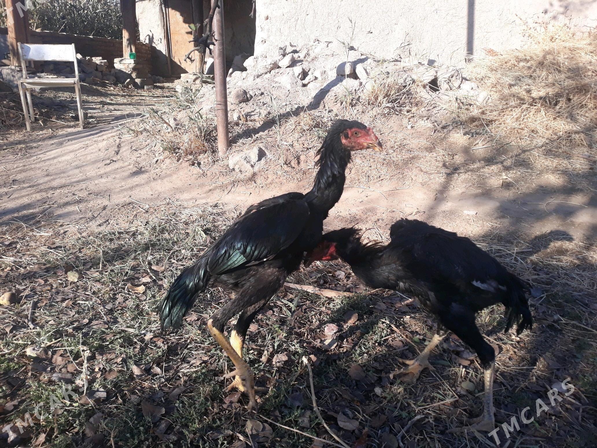 paroda - Şabat etr. - img 2