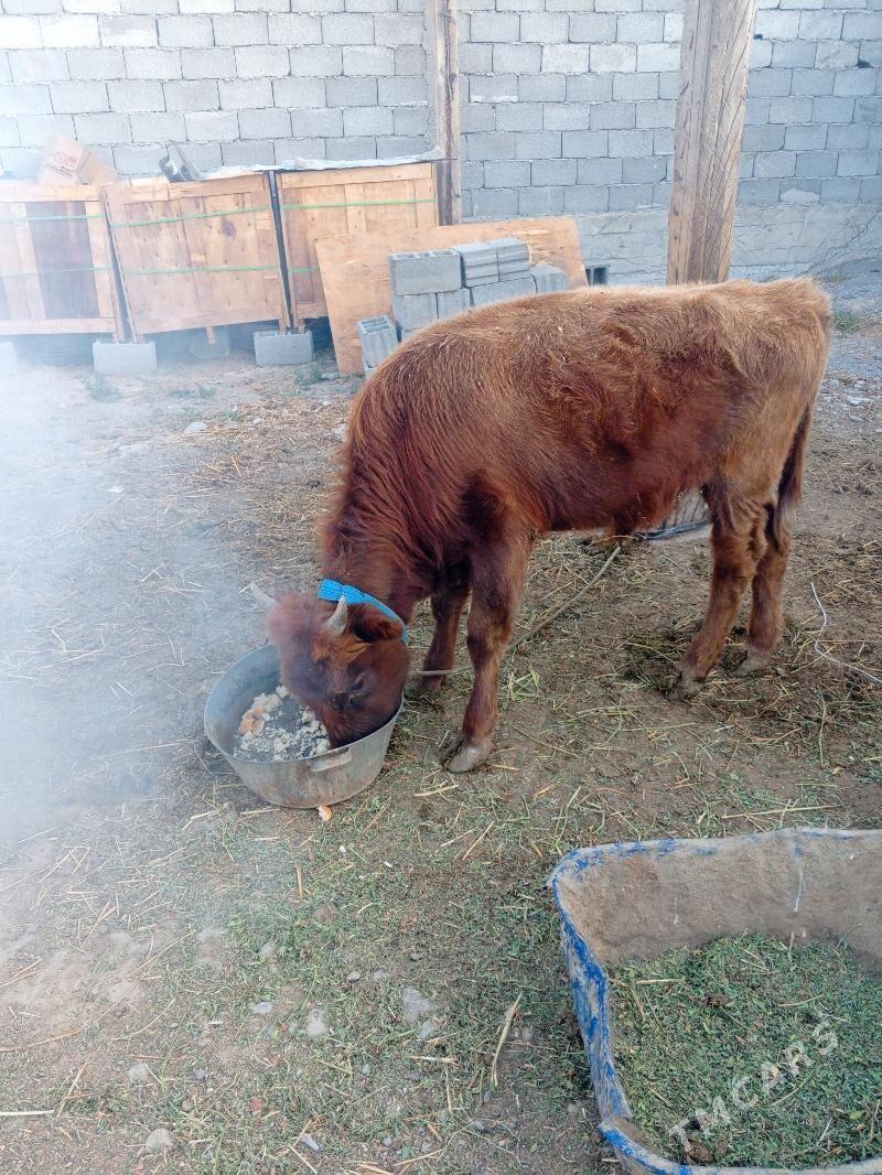 Gole - Кипджак - img 5