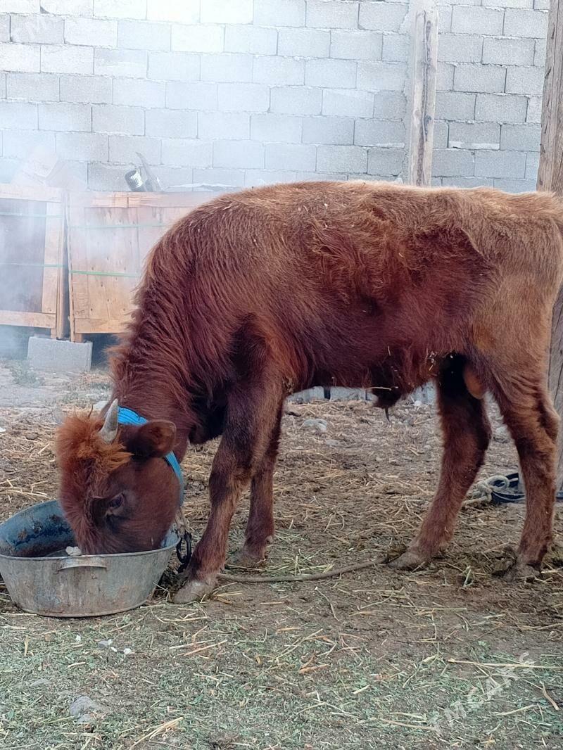 Gole - Кипджак - img 1