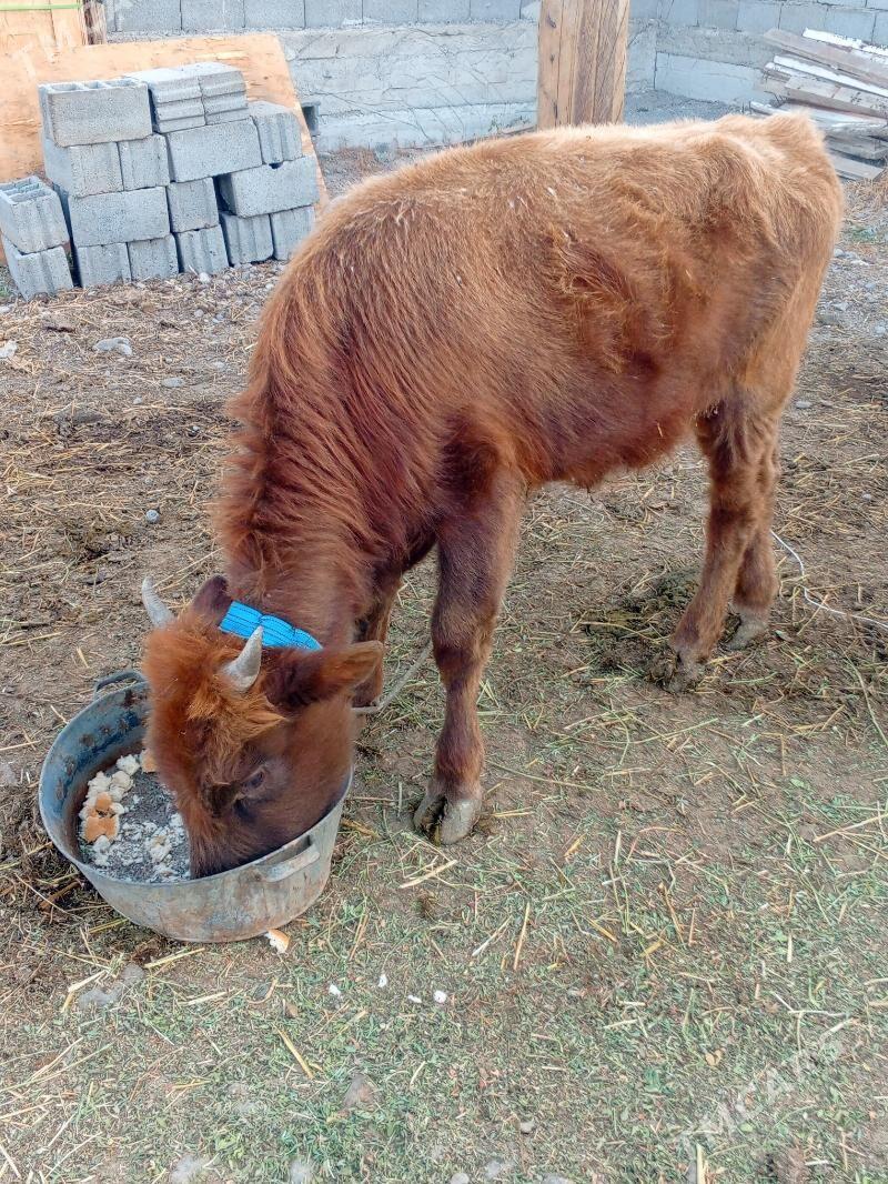 Gole - Кипджак - img 4