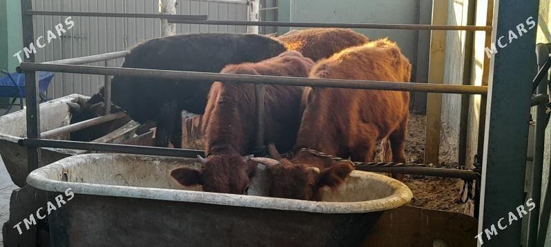 arzan 5.okiz. - Бузмеин - img 3