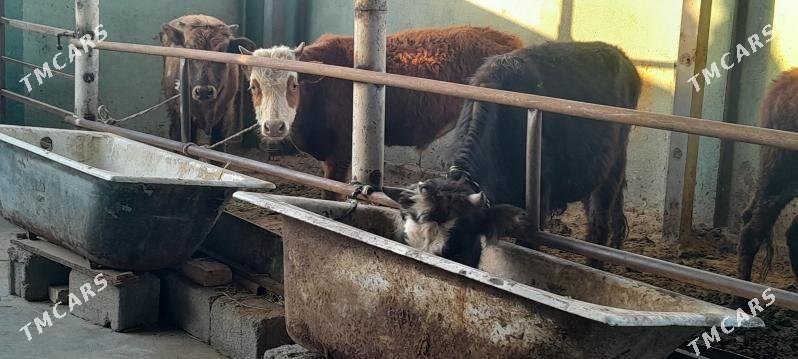 arzan 5.okiz. - Бузмеин - img 5