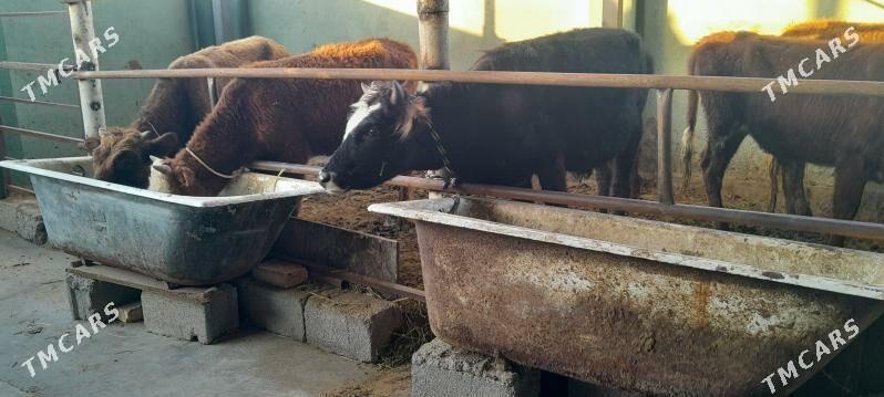 arzan 5.okiz. - Бузмеин - img 4