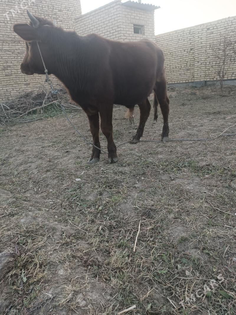 окуз - Чарджоу - img 1