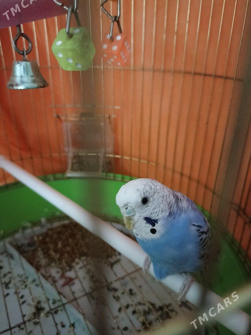 Popugay (öy guşy) - Балканабат - img 5