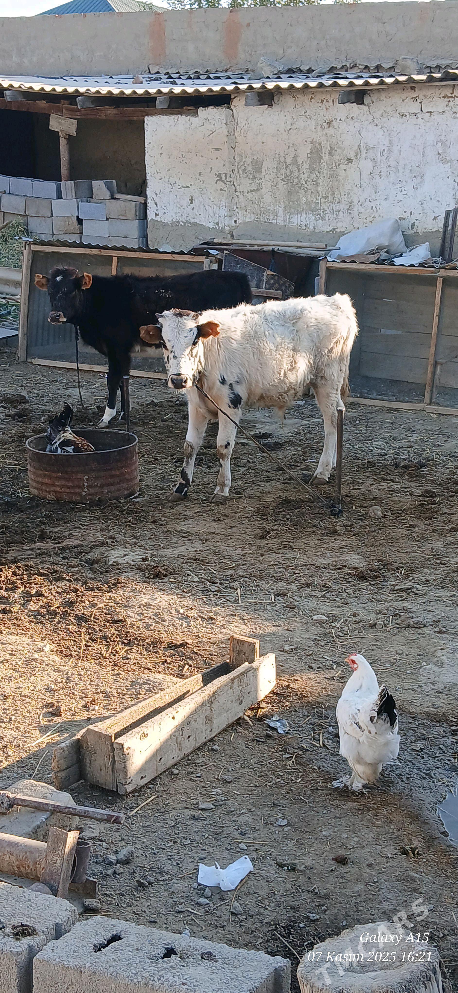 Okiz Tuwe - Bäherden - img 2