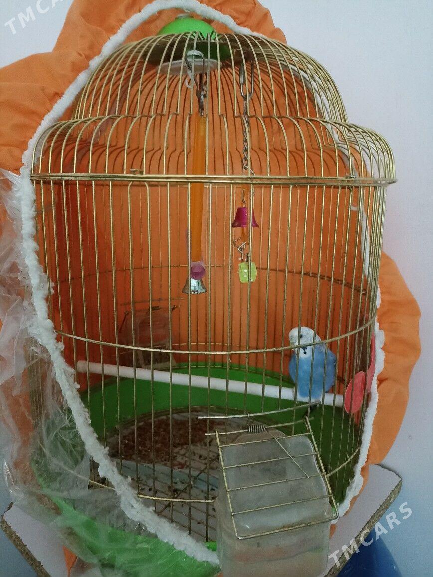 Popugay (öy guşy) - Балканабат - img 6