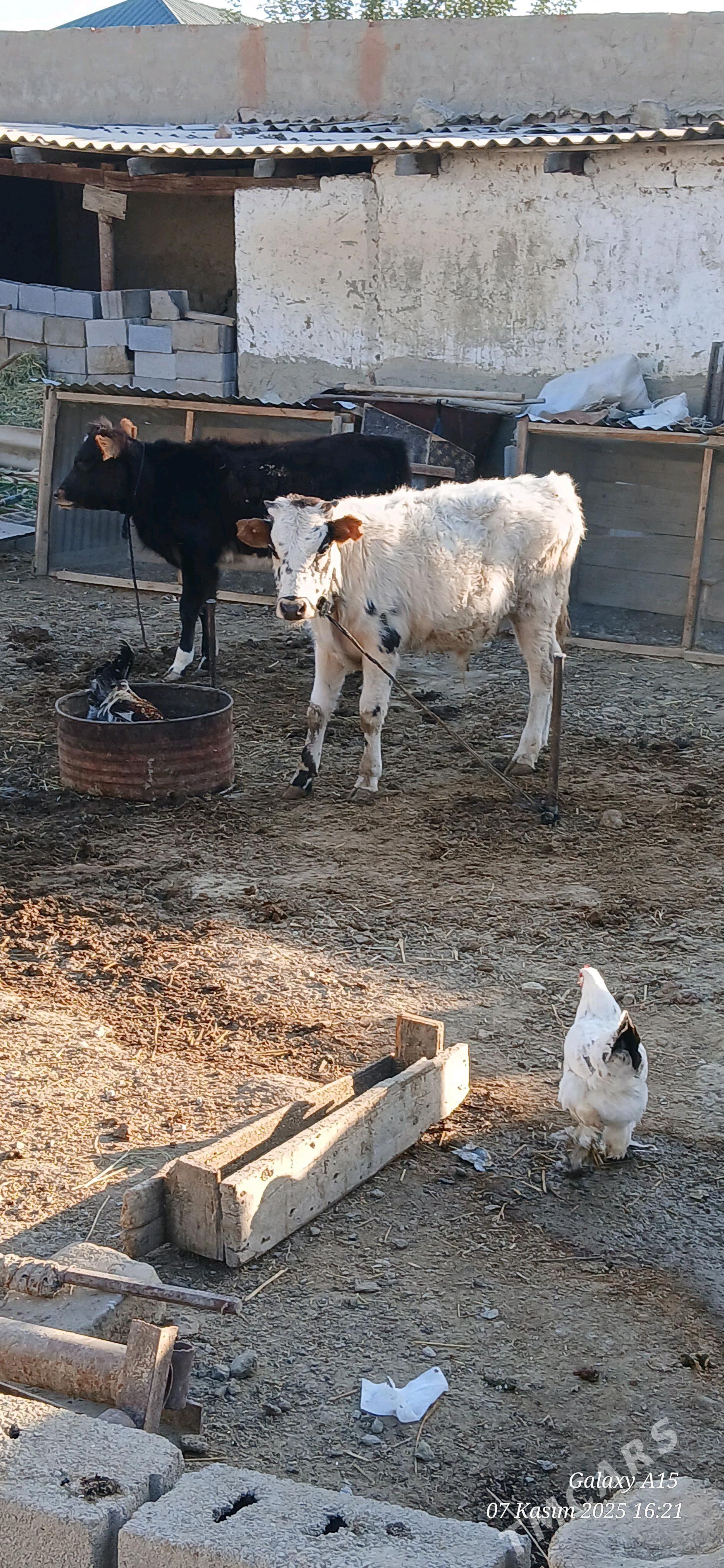 Okiz Tuwe - Bäherden - img 1