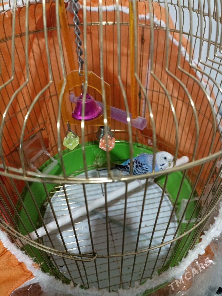 Popugay (öy guşy) - Балканабат - img 3