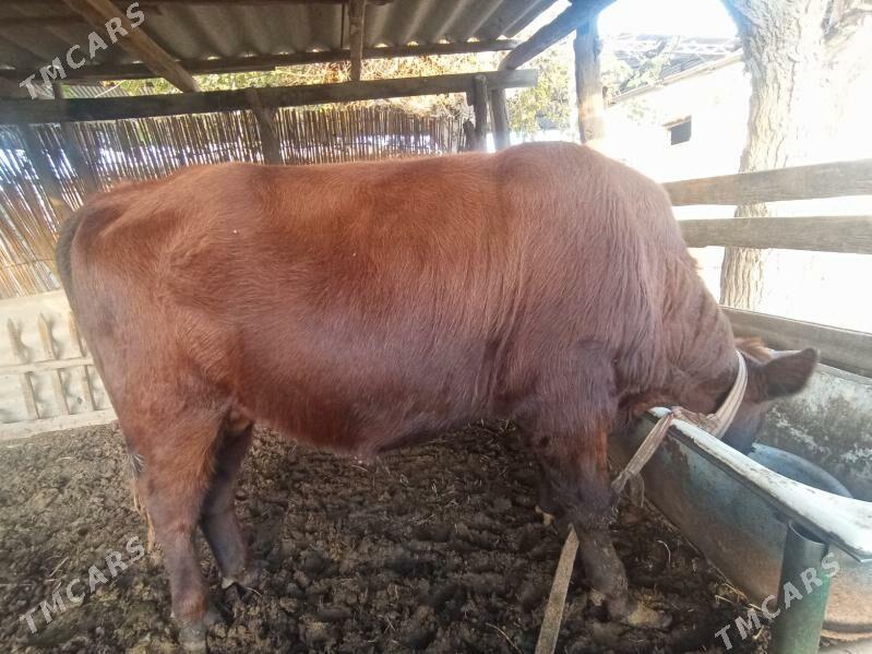 Okuzce - Mary - img 2