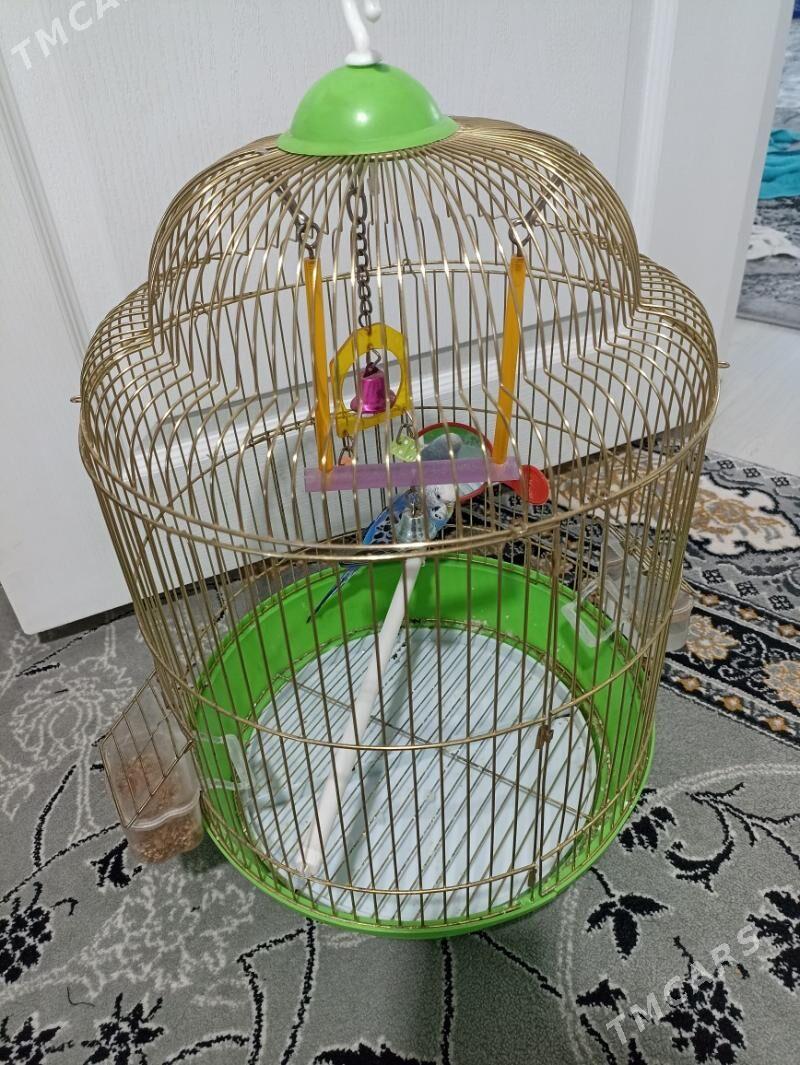 Popugay (öy guşy) - Балканабат - img 2