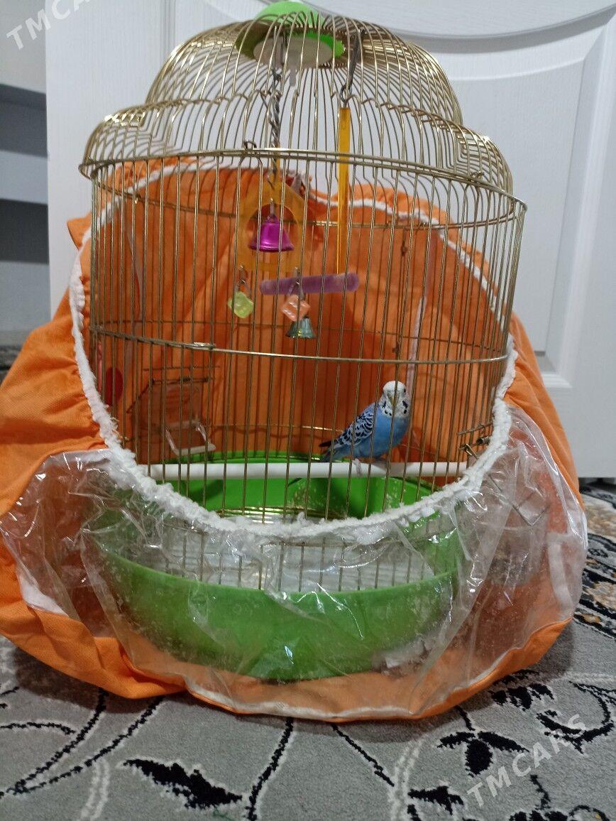 Popugay (öy guşy) - Балканабат - img 4