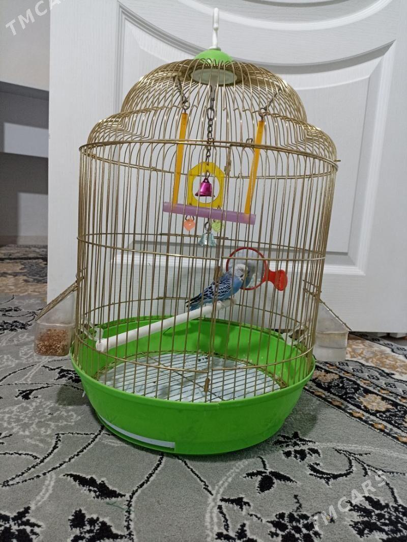 Popugay (öy guşy) - Балканабат - img 1