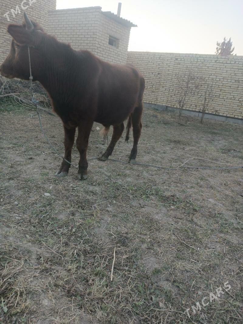 окуз - Чарджоу - img 2