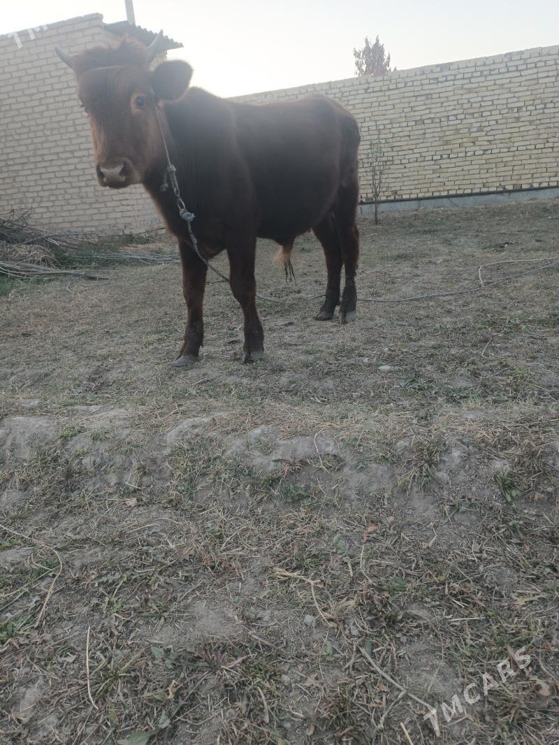 окуз - Чарджоу - img 4