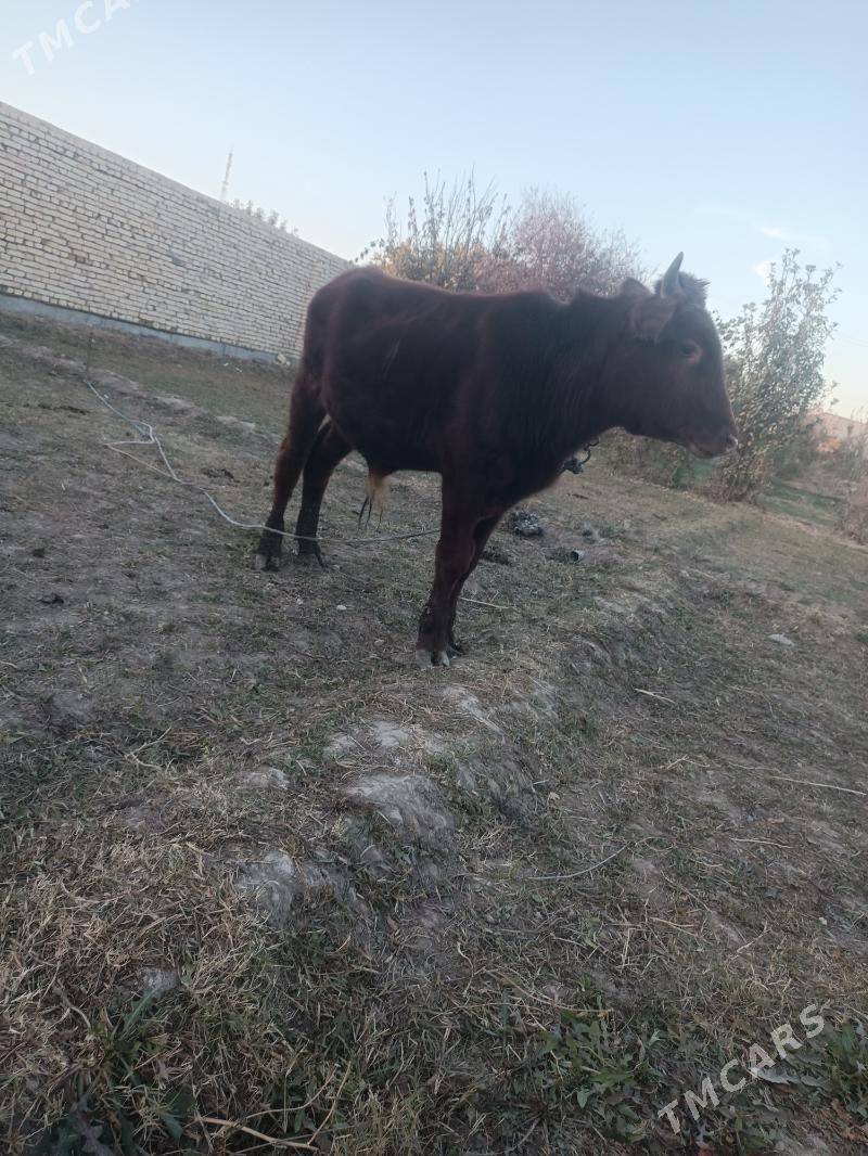 окуз - Чарджоу - img 3