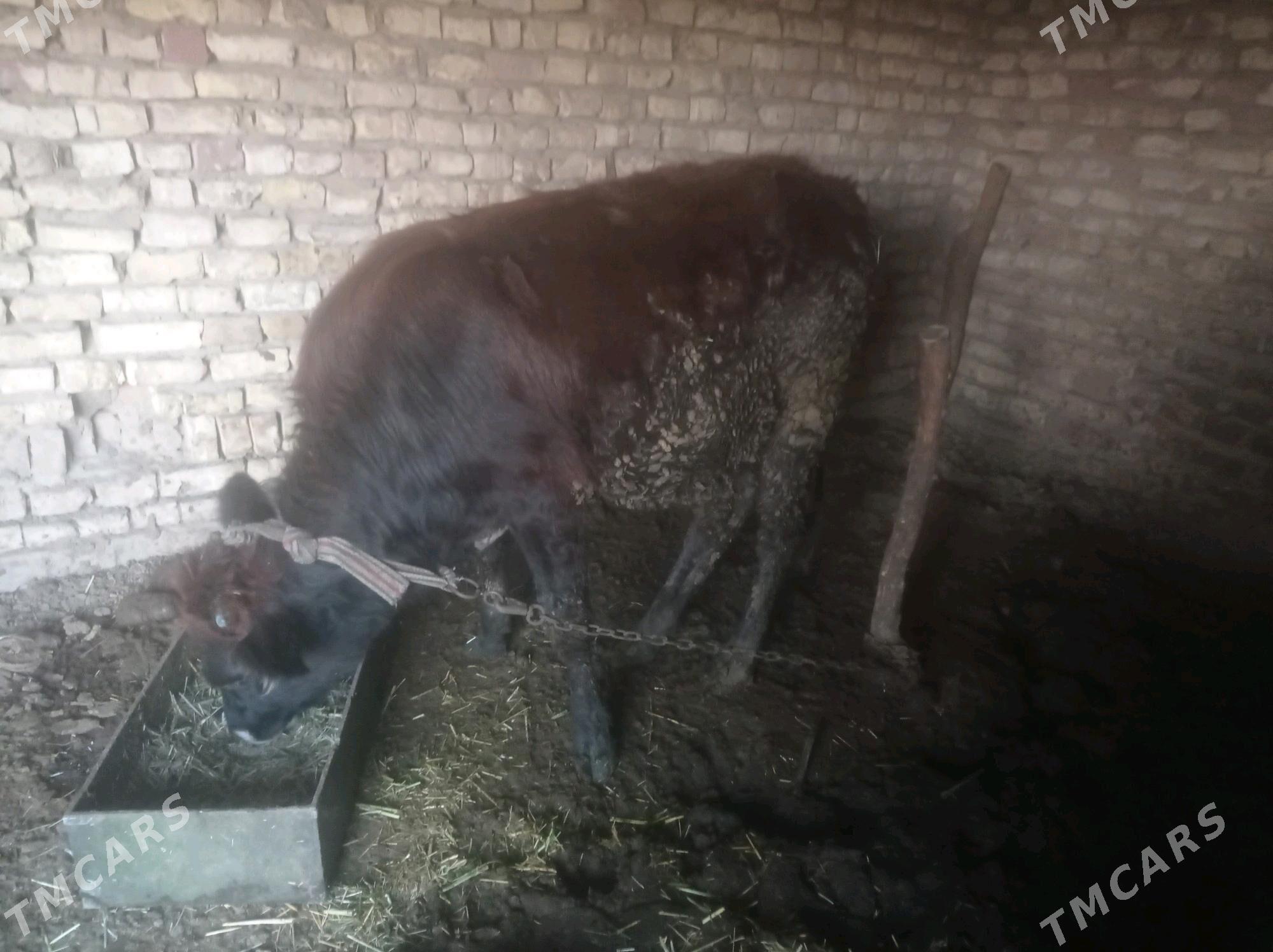 tuwe okiz - Babadaýhan - img 4