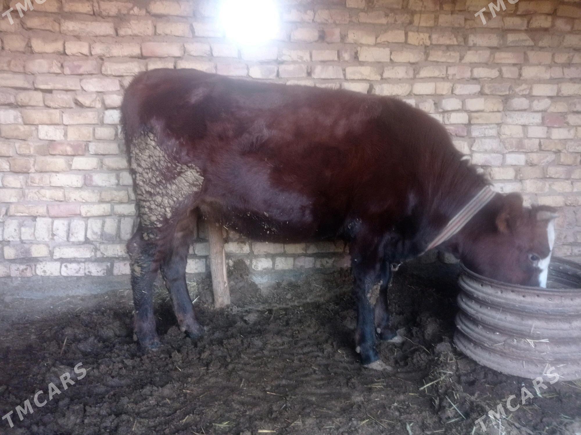 tuwe okiz - Babadaýhan - img 6