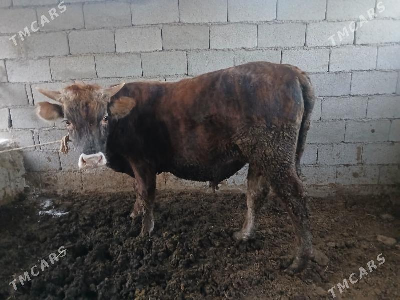 7 bas tuwe okuzler - Бузмеин - img 6