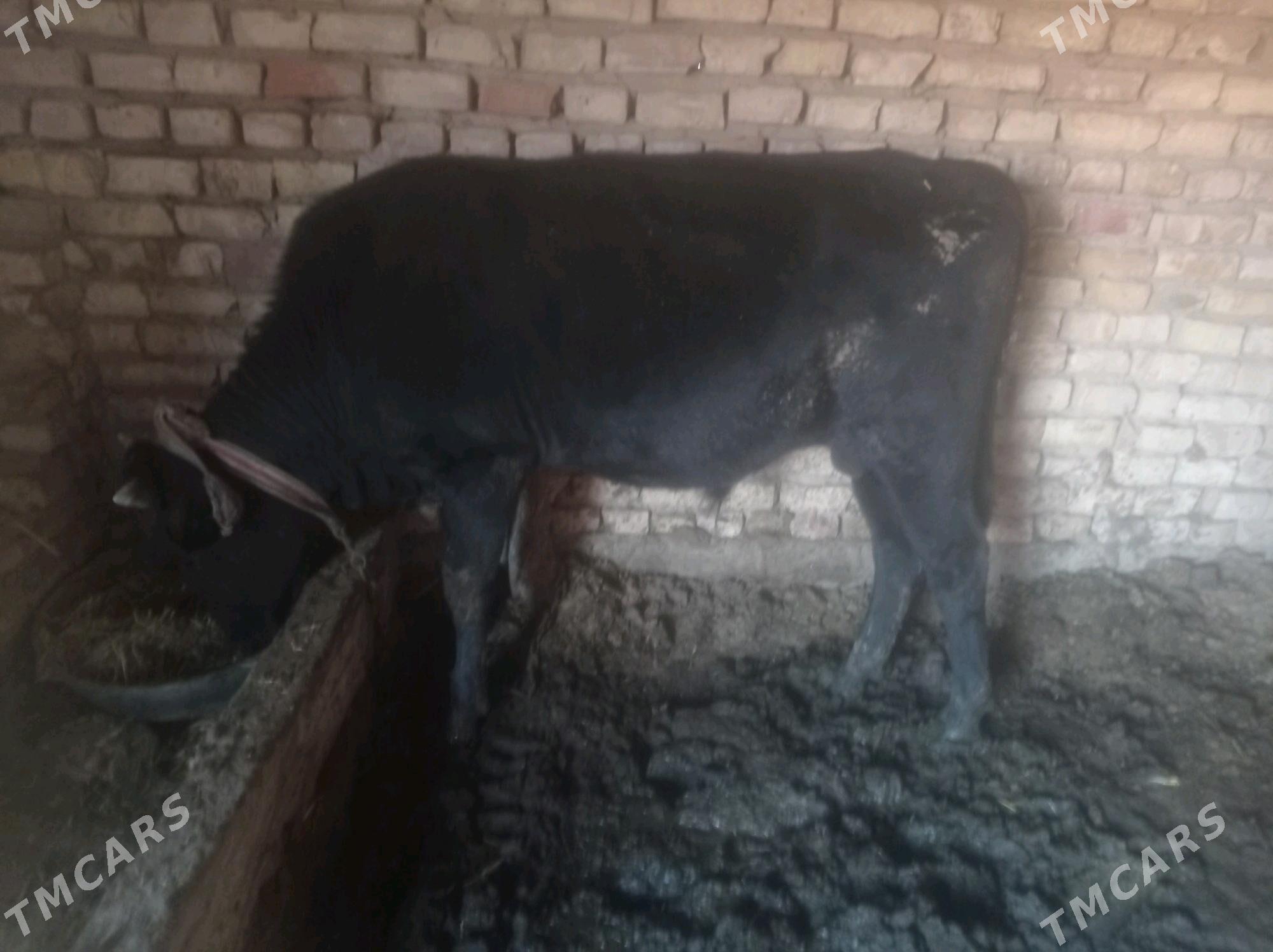 tuwe okiz - Babadaýhan - img 1