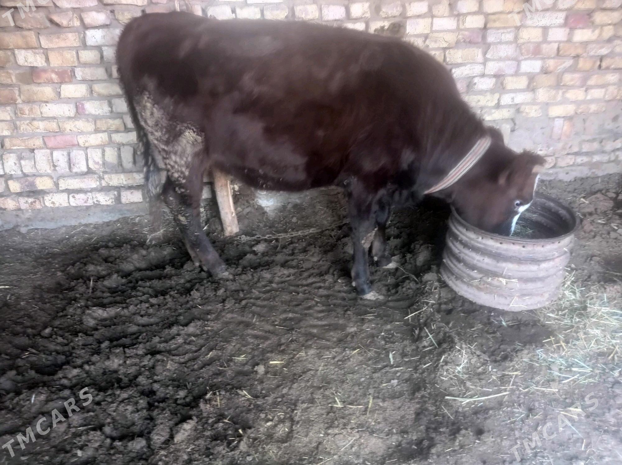 tuwe okiz - Babadaýhan - img 7