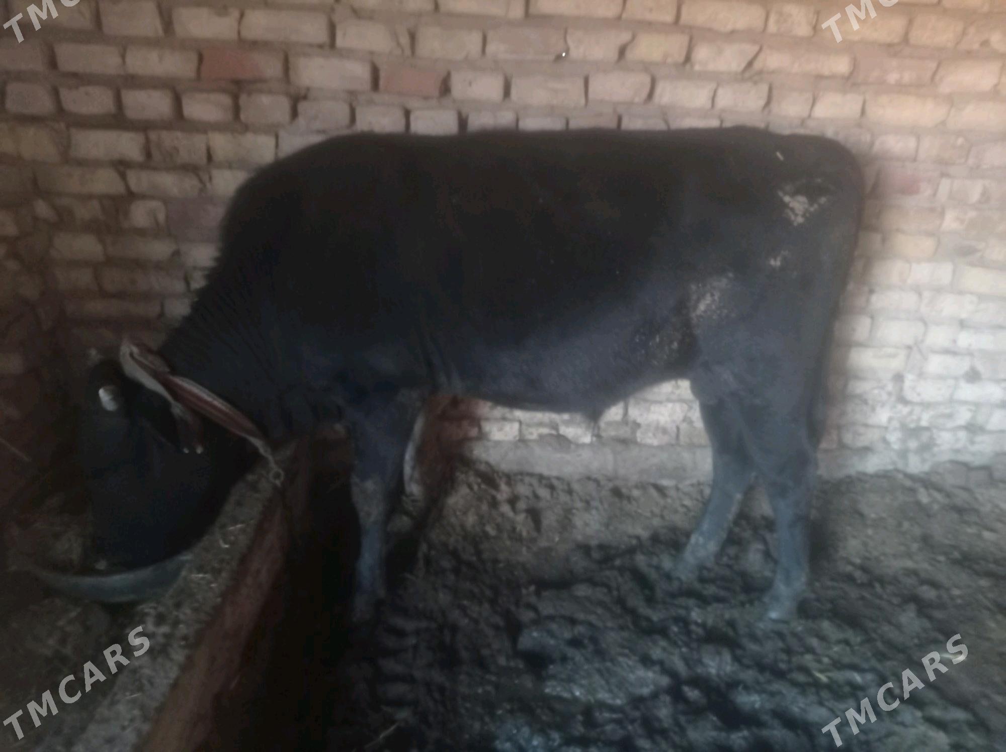 tuwe okiz - Babadaýhan - img 2