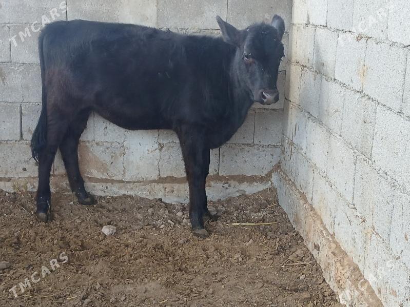 7 bas tuwe okuzler - Бузмеин - img 4