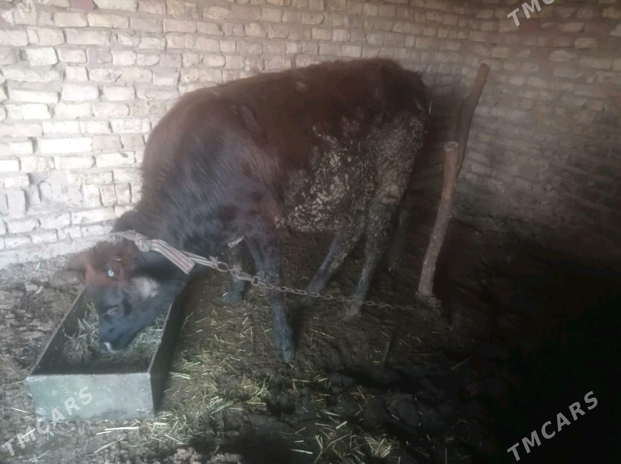 tuwe okiz - Babadaýhan - img 3