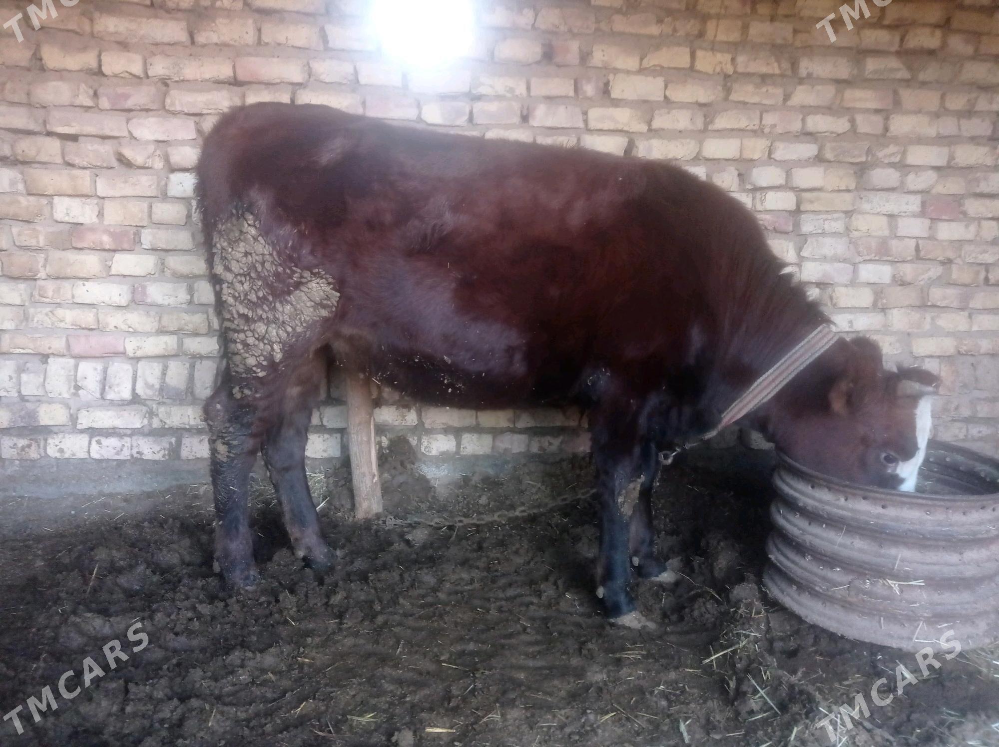 tuwe okiz - Babadaýhan - img 5