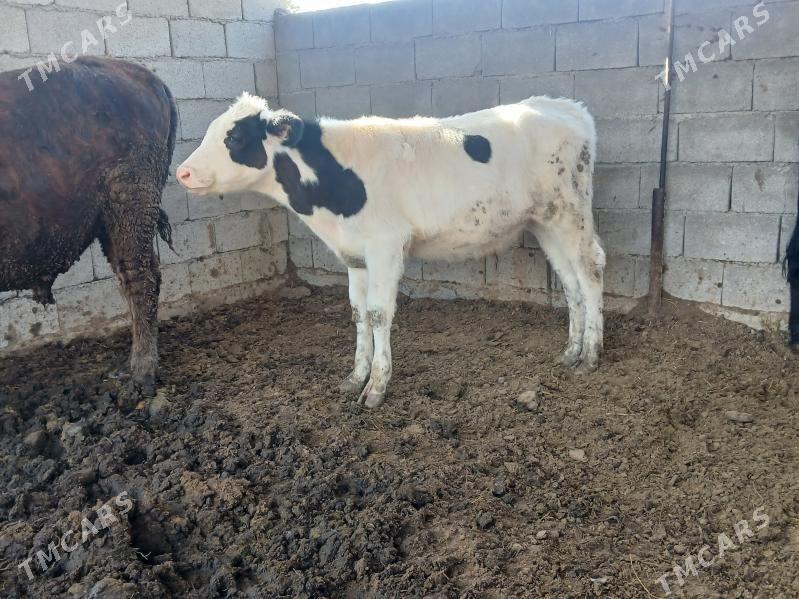 7 bas tuwe okuzler - Бузмеин - img 5