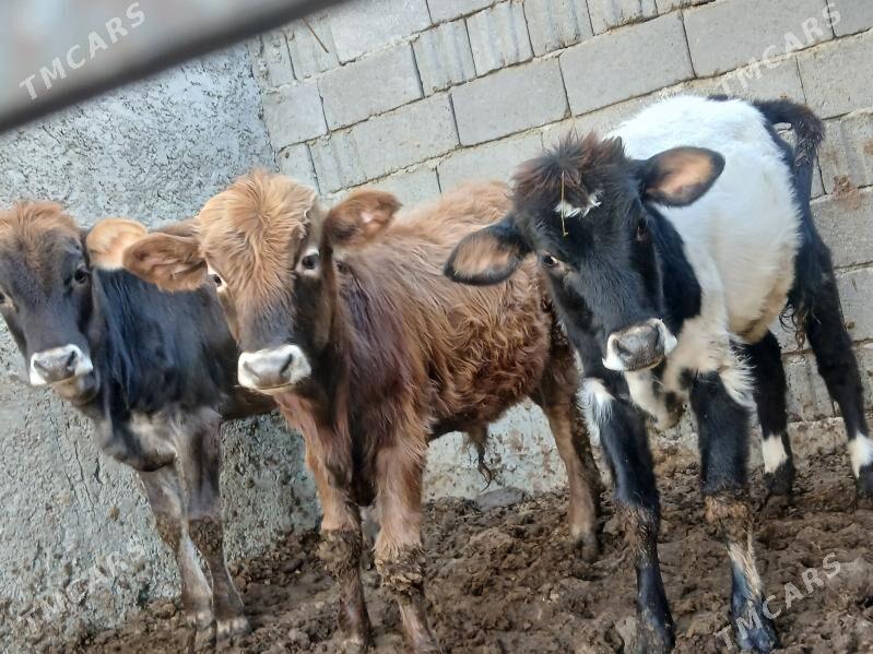 7 bas tuwe okuzler - Бузмеин - img 2