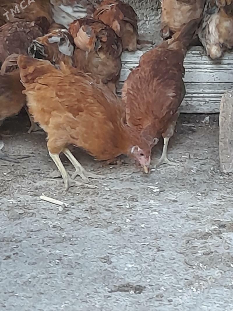 yas horazlar - Gyzylarbat - img 2