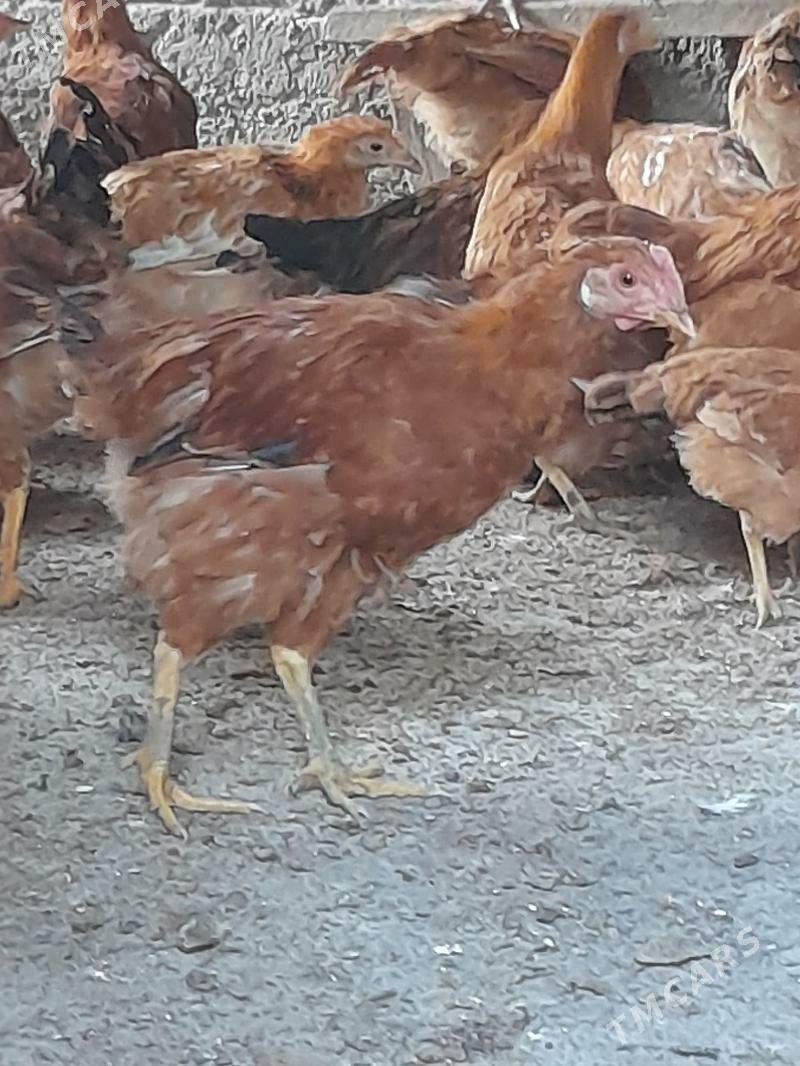 yas horazlar - Gyzylarbat - img 3