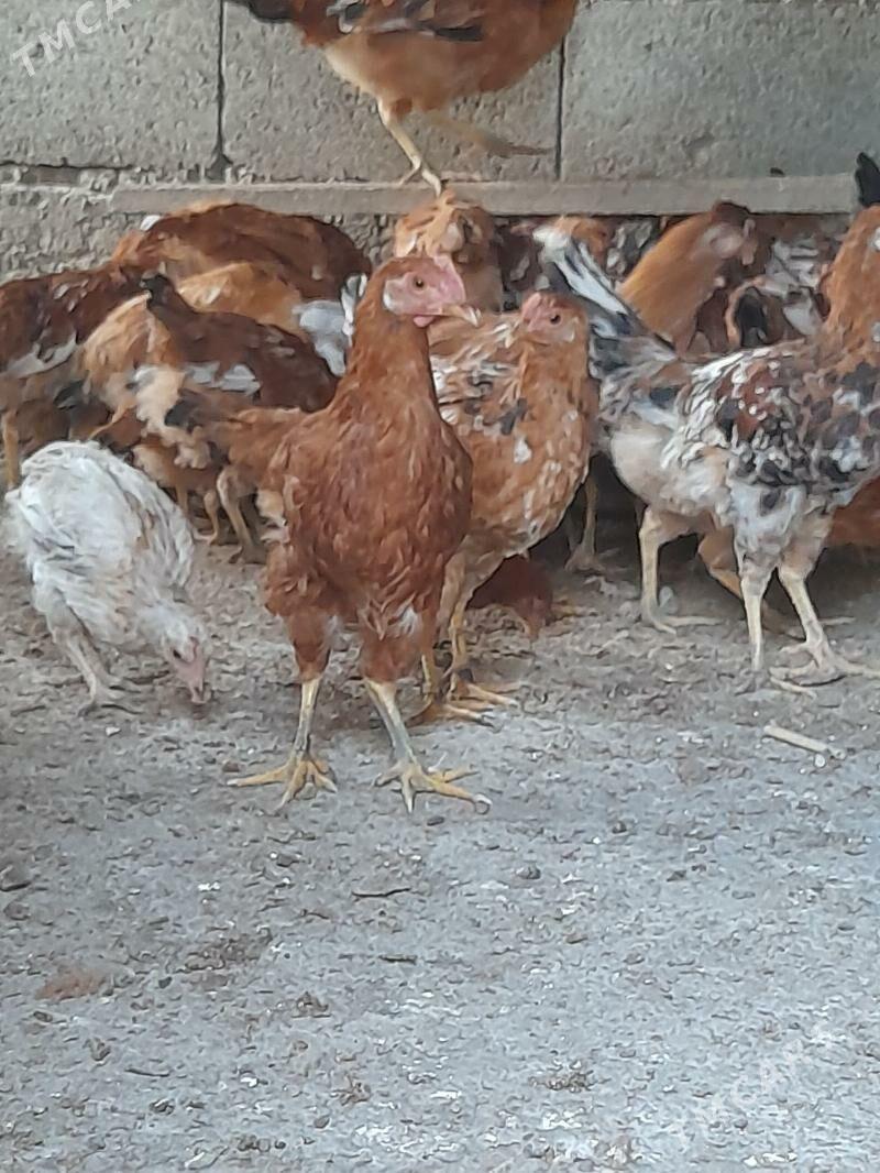 yas horazlar - Gyzylarbat - img 1