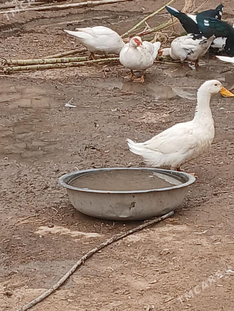 Indautga - Мары - img 1