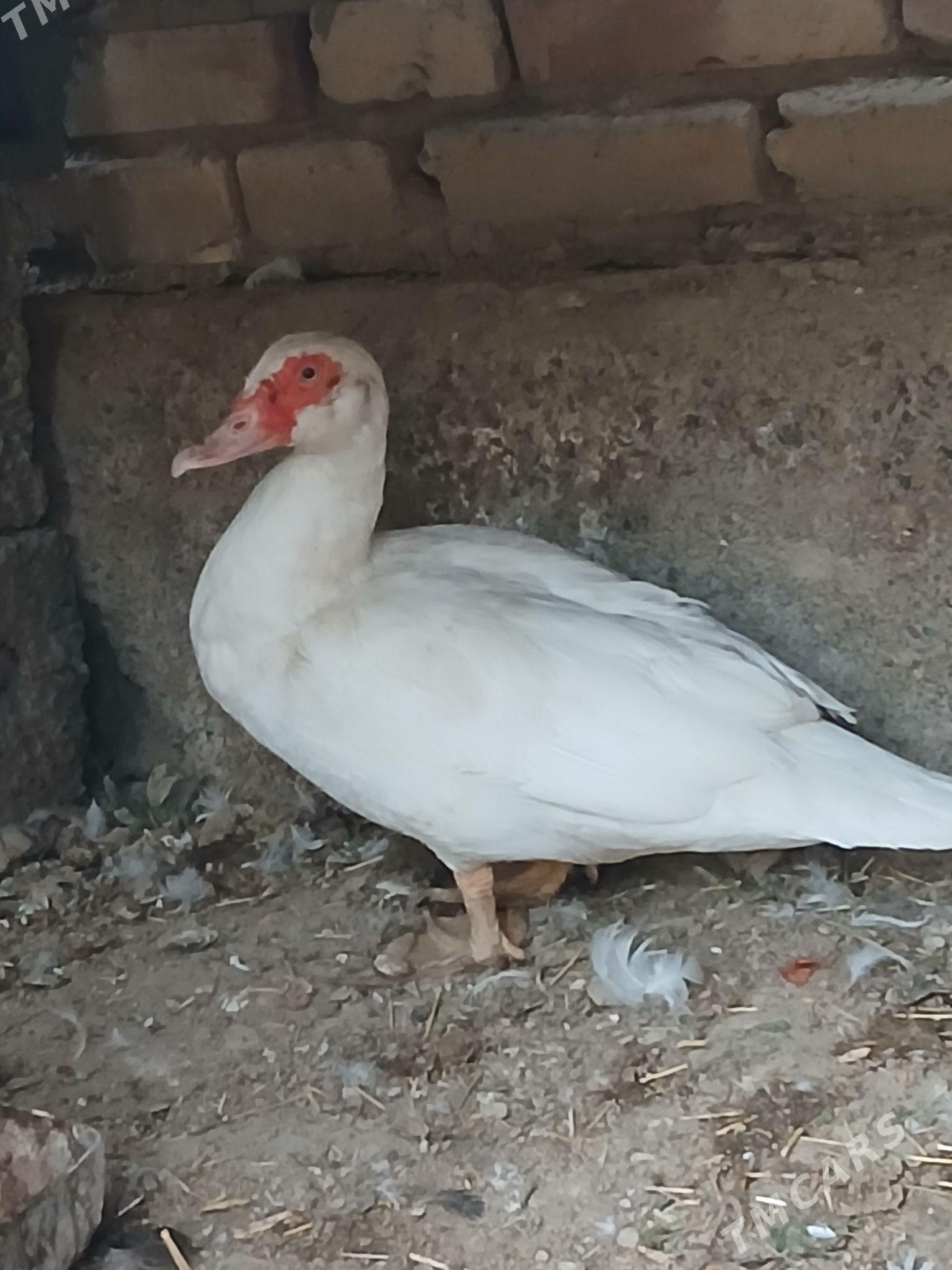 Indautga - Мары - img 2