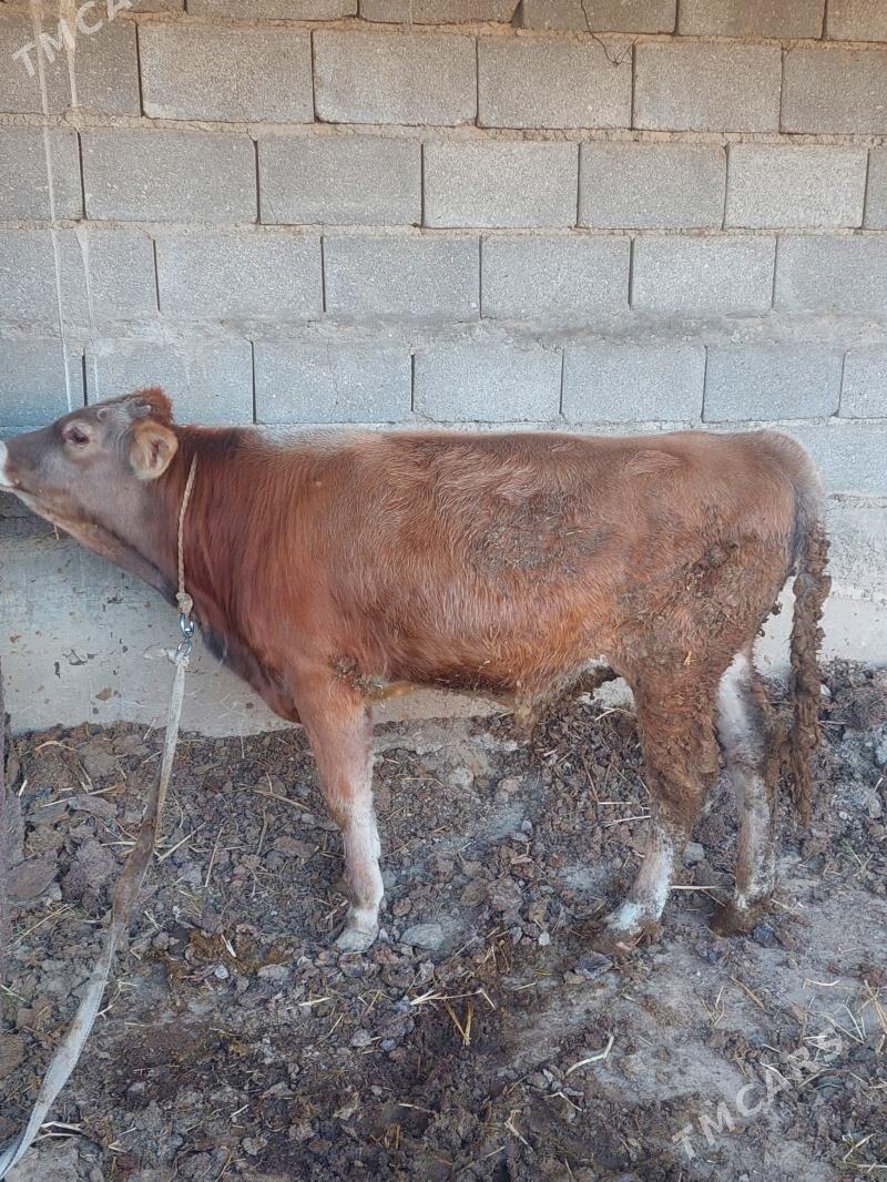 Okuz - Gökdepe - img 2