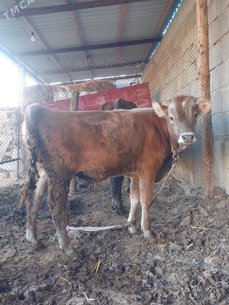 Okuz - Gökdepe - img 1